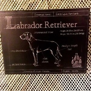 *SOLD*🐾Blueprint Labrador Retriever Wall Art
ART BY: Ethan Harper